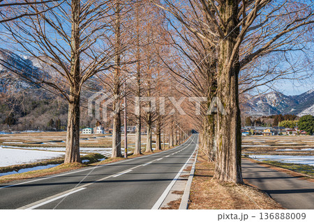メタセコイア並木　新・日本街路樹百景　滋賀県高島市マキノ町 136888009