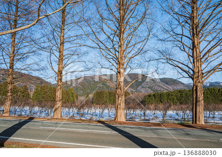 メタセコイア並木 新・日本街路樹百景 滋賀県高島市マキノ町 メタセコイア並木 新・日本街路樹百景 滋賀県高島市マキノ町 136888030