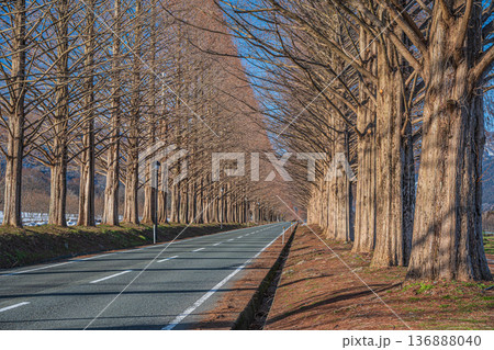 メタセコイア並木 新・日本街路樹百景 滋賀県高島市マキノ町 メタセコイア並木 新・日本街路樹百景 滋賀県高島市マキノ町 136888040