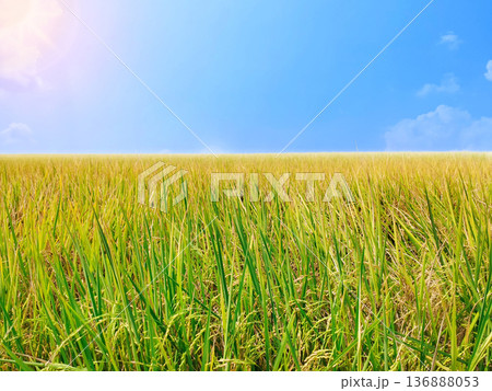 The rice fields are full of rice plants about to bear fruit against a clear sky backdrop. The rice fields are full of rice plants about to bear fruit against a clear sky backdrop. 136888053