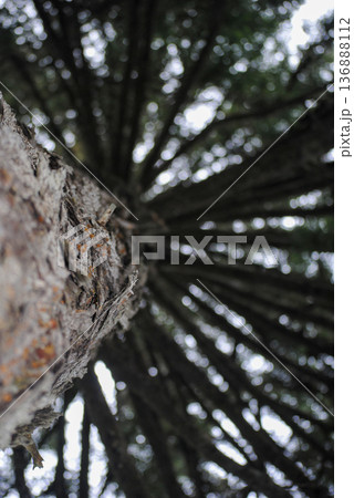 Low-angle close-up of a conifer trunk and crown, showing textured bark, needles and branches against the sky. Low-angle close-up of a conifer trunk and crown, showing textured bark, needles and branches against the sky. 136888112