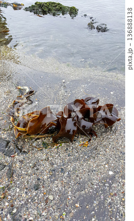 A close-up of a piece of seaweed washed ashore on the Pacific coastline of the Kuril Islands, surrounded by vibrant algae and contrasting black volcanic sand. A close-up of a piece of seaweed washed ashore on the Pacific coastline of the Kuril Islands, surrounded by vibrant algae and contrasting black volcanic sand. 136888138