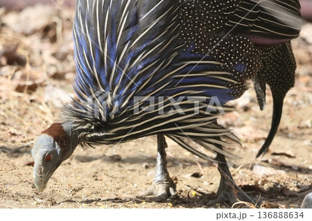 フサホロホロチョウ フサホロホロチョウ 136888634