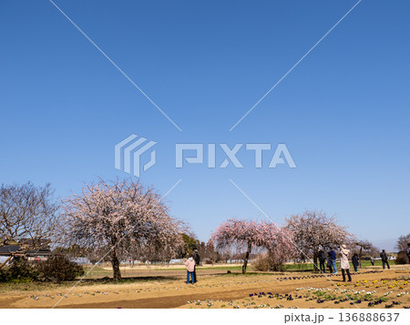 青空の下に並ぶ枝垂れ梅　春の公園風景と広いコピースペース 136888637