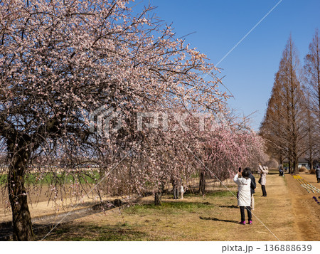 枝垂れ梅とメタセコイヤが並ぶ春の公園風景　青空の下の散策路 136888639
