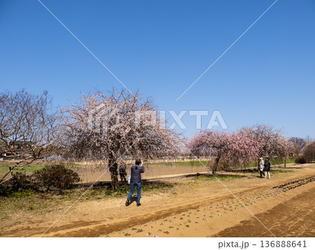 晴れた空と枝垂れ梅が広がる春の公園風景 のどかな行楽日和 晴れた空と枝垂れ梅が広がる春の公園風景 のどかな行楽日和 136888641