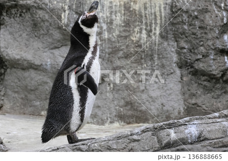 フンボルトペンギン フンボルトペンギン 136888665