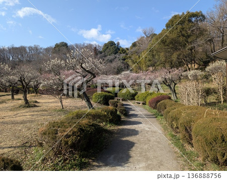 薬師池公園の梅（東京の梅の名所） 136888756