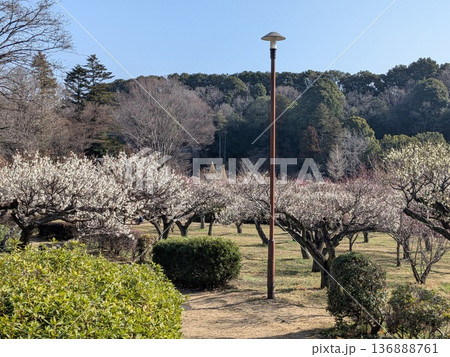 薬師池公園の梅（東京の梅の名所） 136888761