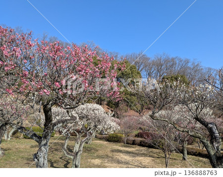 薬師池公園の梅(東京の梅の名所) 薬師池公園の梅(東京の梅の名所) 136888763
