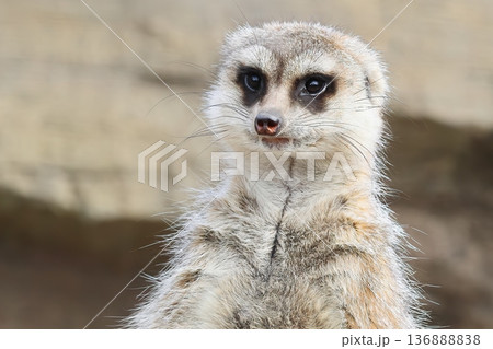 ミーアキャット 136888838