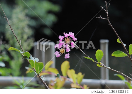 夏色、サルスベリの花と背景の緑 136888852
