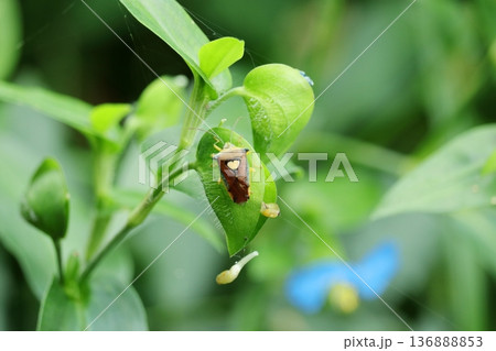 自然の中で生きる小さな昆虫、カメムシ 136888853