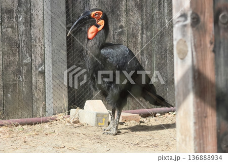 ミナミジサイチョウ 136888934