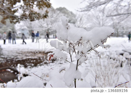 雪が積もって雪遊びに興じる子供たち 雪が積もって雪遊びに興じる子供たち 136889156