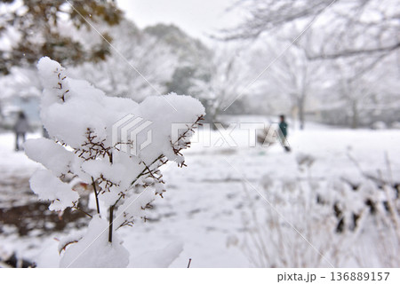 雪が積もって雪遊びに興じる子供たち 雪が積もって雪遊びに興じる子供たち 136889157