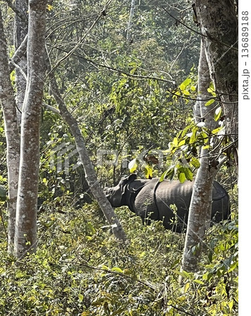 ネパールのチトワン国立公園 ジープサファリツアーで野生のサイ ネパールのチトワン国立公園 ジープサファリツアーで野生のサイ 136889188