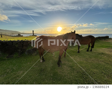 イースター島の馬、日没のタハイ儀式村、2025年11月 イースター島の馬、日没のタハイ儀式村、2025年11月 136889224