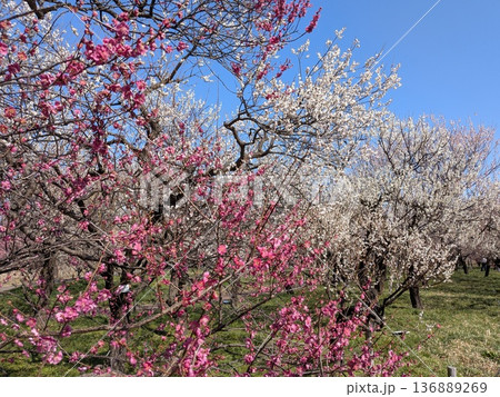 東京の梅の名所（府中市郷土の森） 136889269