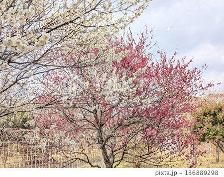 向島百花園の梅（東京の梅の名所） 136889298