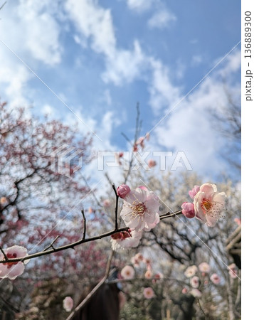 東京の梅の名所(向島百花園) 東京の梅の名所(向島百花園) 136889300
