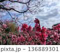 青空に映えるピンクの梅の花（向島百花園） 136889301