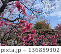 青空に映えるピンクの梅の花（向島百花園） 136889302
