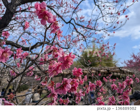 青空に映えるピンクの梅の花(向島百花園) 青空に映えるピンクの梅の花(向島百花園) 136889302