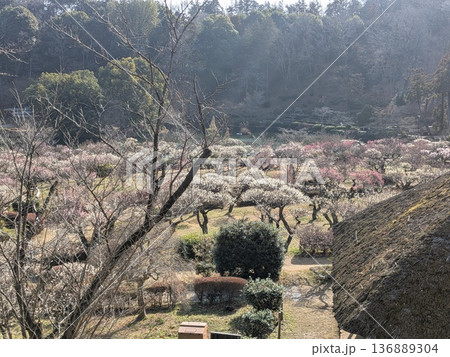 薬師池公園の梅(東京の梅の名所) 薬師池公園の梅(東京の梅の名所) 136889304