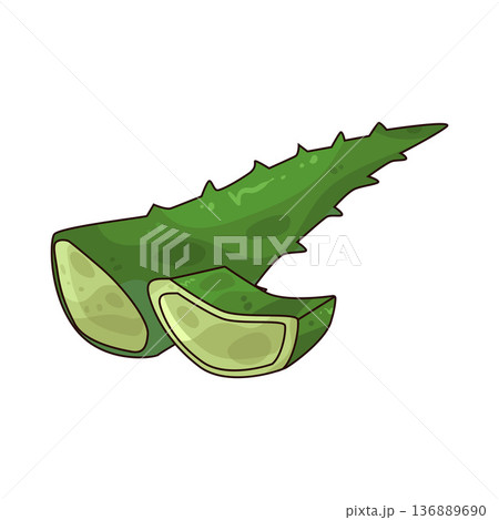 Illustration of aloe vera leaf 136889690