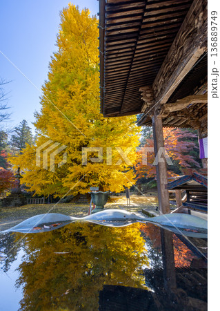 埼玉県東松山市岩殿　岩殿観音巌殿山正法寺観音堂前の逆光の黄葉した大イチョウと手水鉢の逆さ紅葉 136889749