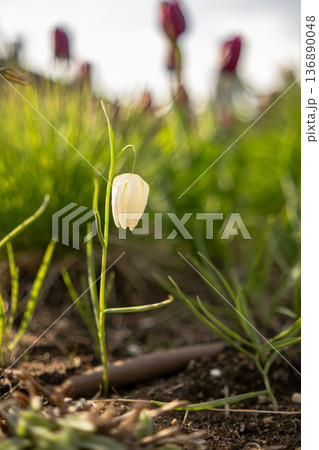 White Blossoming Flower Stands Alone Among Green Grass in a Garden During Springtime, Showcasing Natural Beauty and Tranquility White Blossoming Flower Stands Alone Among Green Grass in a Garden During Springtime, Showcasing Natural Beauty and Tranquility 136890048