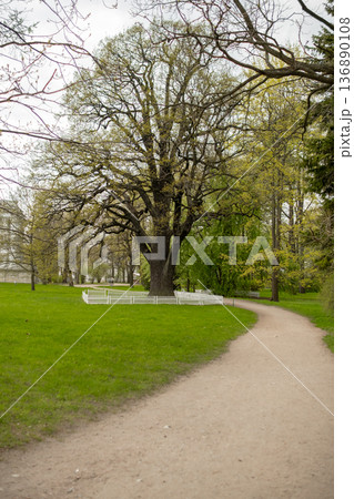 Walking Path Through a Lush Green Park With a Large Tree Surrounded by a White Fence in Early Spring Walking Path Through a Lush Green Park With a Large Tree Surrounded by a White Fence in Early Spring 136890108