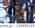 優しく色づく木の実 136890149