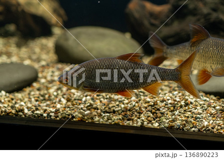 Aquarium Fish Swimming Gracefully Among Pebbles in a Freshwater Tank Setting During Daylight Hours Aquarium Fish Swimming Gracefully Among Pebbles in a Freshwater Tank Setting During Daylight Hours 136890223