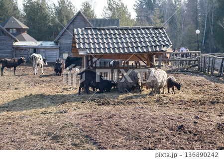 Farm Animals Grazing in a Rural Setting With Wooden Structures and Trees in the Background During a Sunny Day 136890242