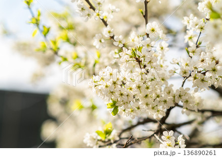 White Flowering Tree Blossoms in Early Spring Sunlight at a Local Park White Flowering Tree Blossoms in Early Spring Sunlight at a Local Park 136890261