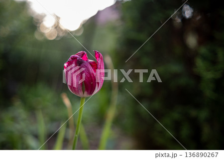 Bright Red Tulip Blooming in a Lush Garden During Early Morning Light Showcases Natures Beauty 136890267