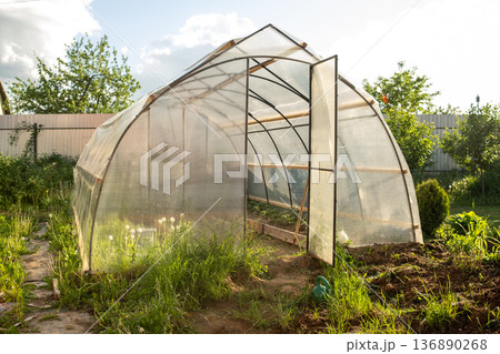 Greenhouse in a Backyard Garden on a Sunny Afternoon Surrounded by Greenery and Plants 136890268