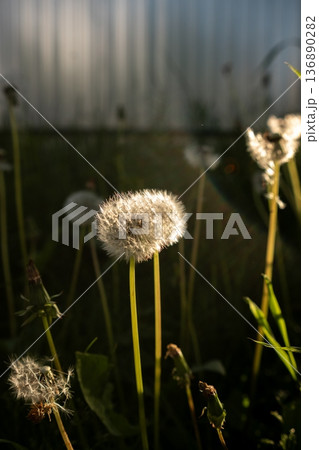 Dandelions Illuminated by Sunlight in a Grassy Field During Late Afternoon Dandelions Illuminated by Sunlight in a Grassy Field During Late Afternoon 136890282
