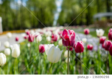 Colorful Tulip Garden in Full Bloom on a Sunny Day With Vibrant Flowers Swaying Gently in the Breeze Near a Walking Path 136890298
