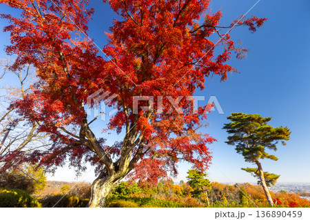 埼玉県東松山市岩殿　物見山公園の小高い山の頂上にある紅葉した一本モミジ 136890459