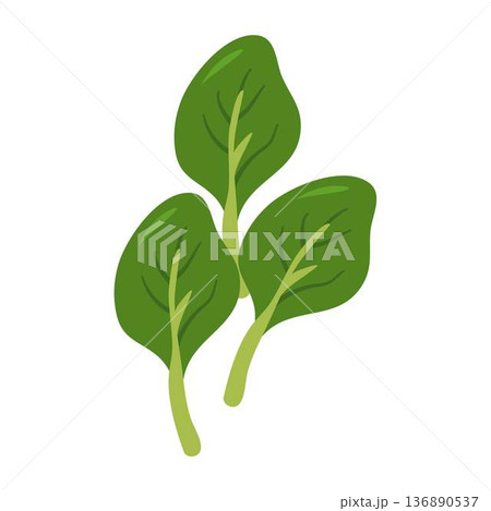 Vegetable Mustasa or Mustard Leaves Vegetable Mustasa or Mustard Leaves 136890537