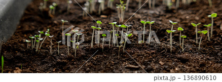 Small Green Seedlings Emerge From Dark Rich Soil in a Garden During Spring With Sunlight Shining Through Small Green Seedlings Emerge From Dark Rich Soil in a Garden During Spring With Sunlight Shining Through 136890610