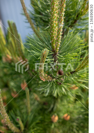 Close-up View of a Pine Tree With Lush Green Needles Captured in Late Afternoon Light Close-up View of a Pine Tree With Lush Green Needles Captured in Late Afternoon Light 136890630