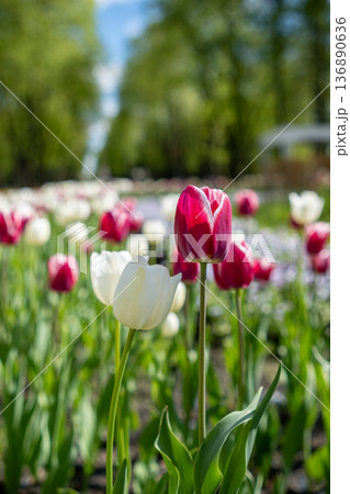 Vibrant Tulip Garden Blooms in Spring Sunlight With Colorful Flowers in a Peaceful Outdoor Setting 136890636