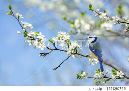 Little bird perching on branch with white flowers of blossom plum tree. Blue tit. Springtime. Parus caeruleus Little bird perching on branch with white flowers of blossom plum tree. Blue tit. Springtime. Parus caeruleus 136890766