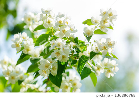 blooming jasmine flowers in a garden 136890769