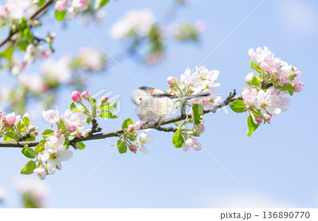 Little bird perching on branch of blooming apple tree with pink flowers. Long-tailed tit. Springtime. Aegithalos caudatus Little bird perching on branch of blooming apple tree with pink flowers. Long-tailed tit. Springtime. Aegithalos caudatus 136890770