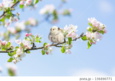 Little bird perching on branch of blooming apple tree with pink flowers. Long-tailed tit. Springtime. Aegithalos caudatus 136890771